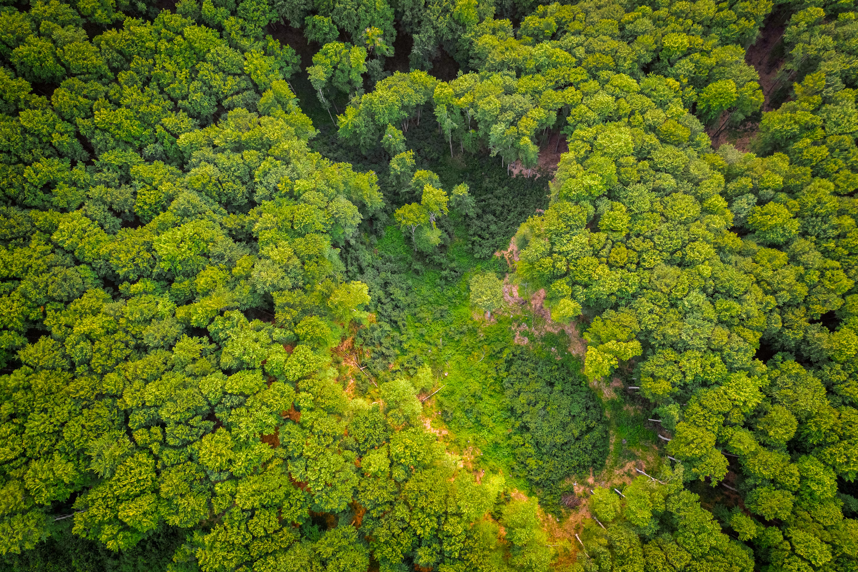 Green forest